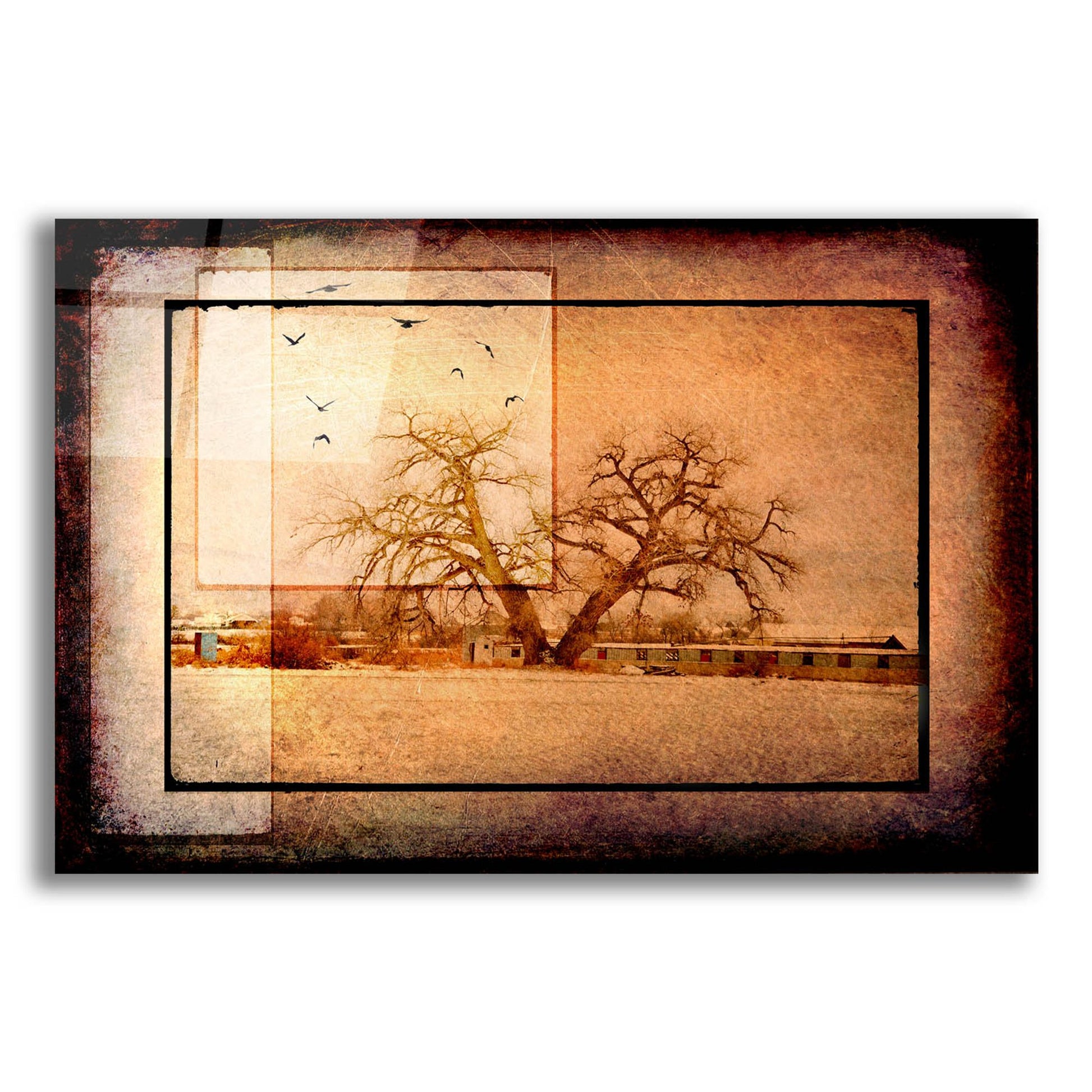 Epic Art 'For the Love of Trees V' by Lightbox Journal, Acrylic Glass Wall Art,16x12