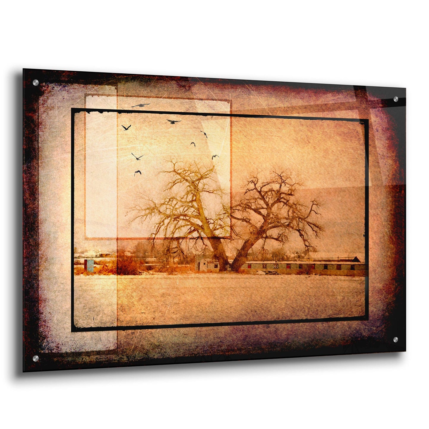 Epic Art 'For the Love of Trees V' by Lightbox Journal, Acrylic Glass Wall Art,36x24