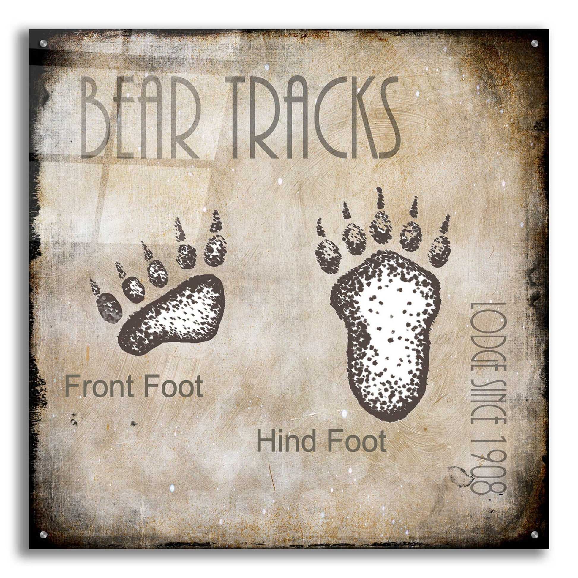 Epic Art 'Moose Lodge 2 - Bear Tracks 2' by Lightbox Journal, Acrylic Glass Wall Art,36x36