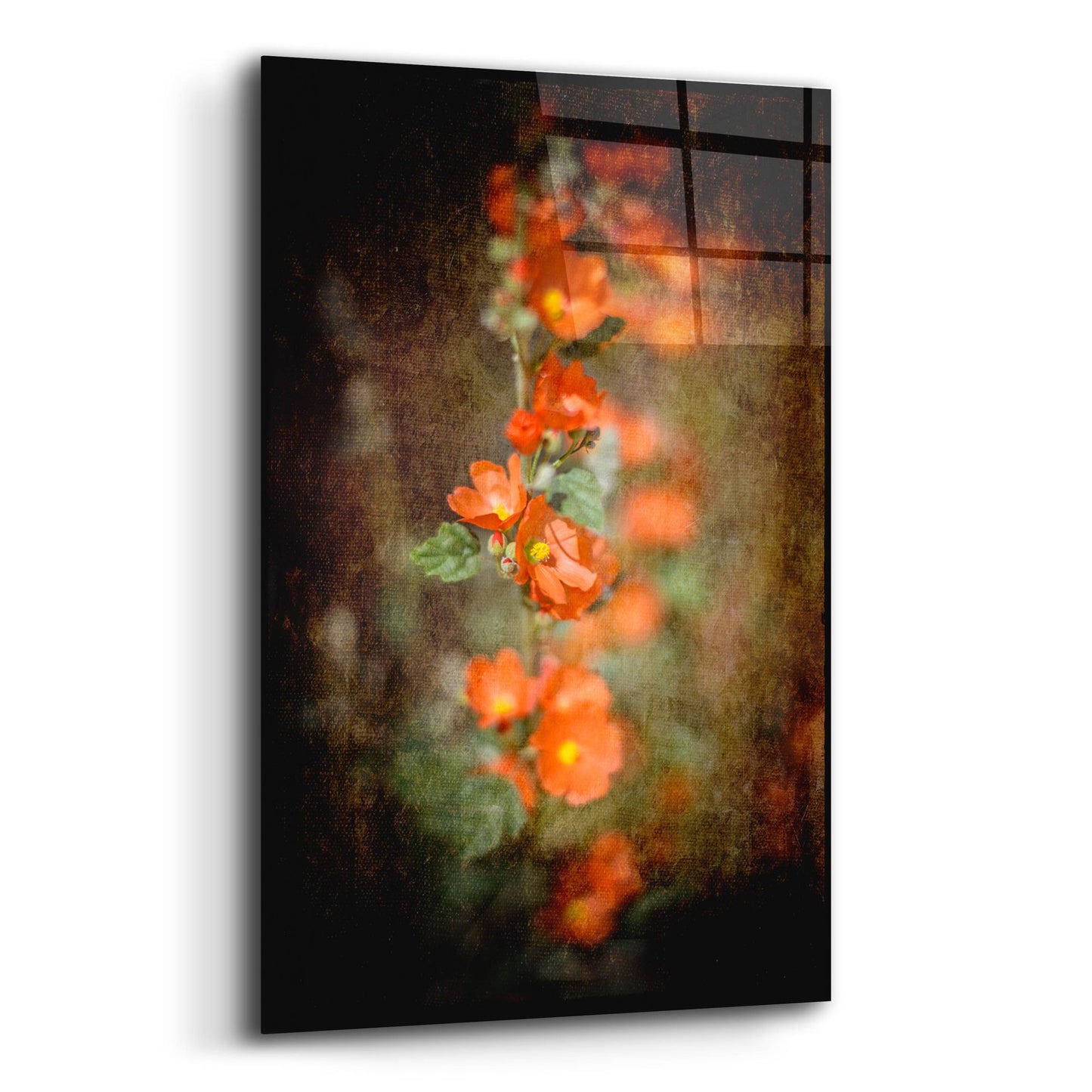 Epic Art 'Desert Flower 5' by Lightbox Journal, Acrylic Glass Wall Art,12x16