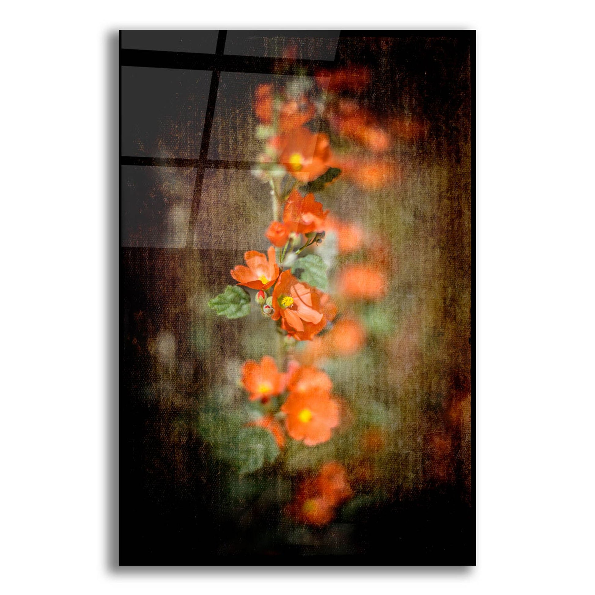 Epic Art 'Desert Flower 5' by Lightbox Journal, Acrylic Glass Wall Art,12x16