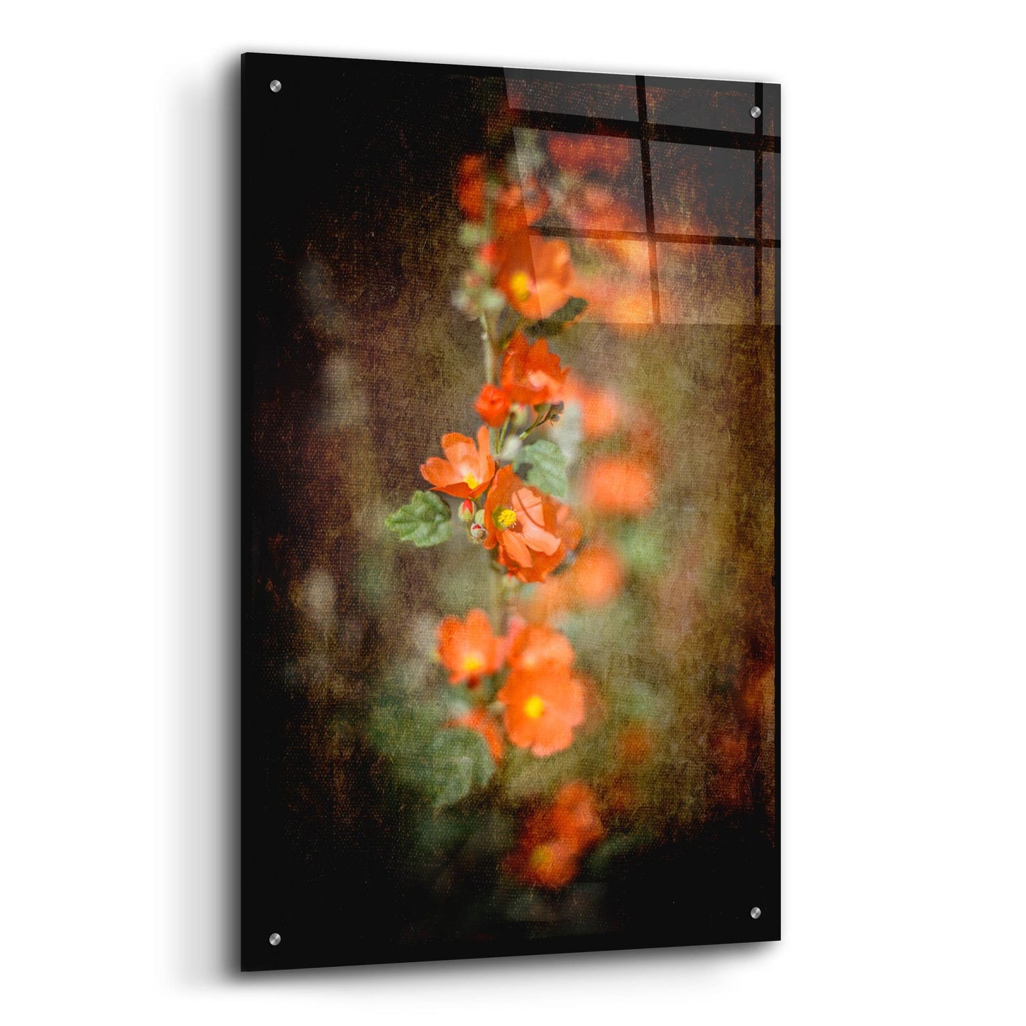 Epic Art 'Desert Flower 5' by Lightbox Journal, Acrylic Glass Wall Art,24x36