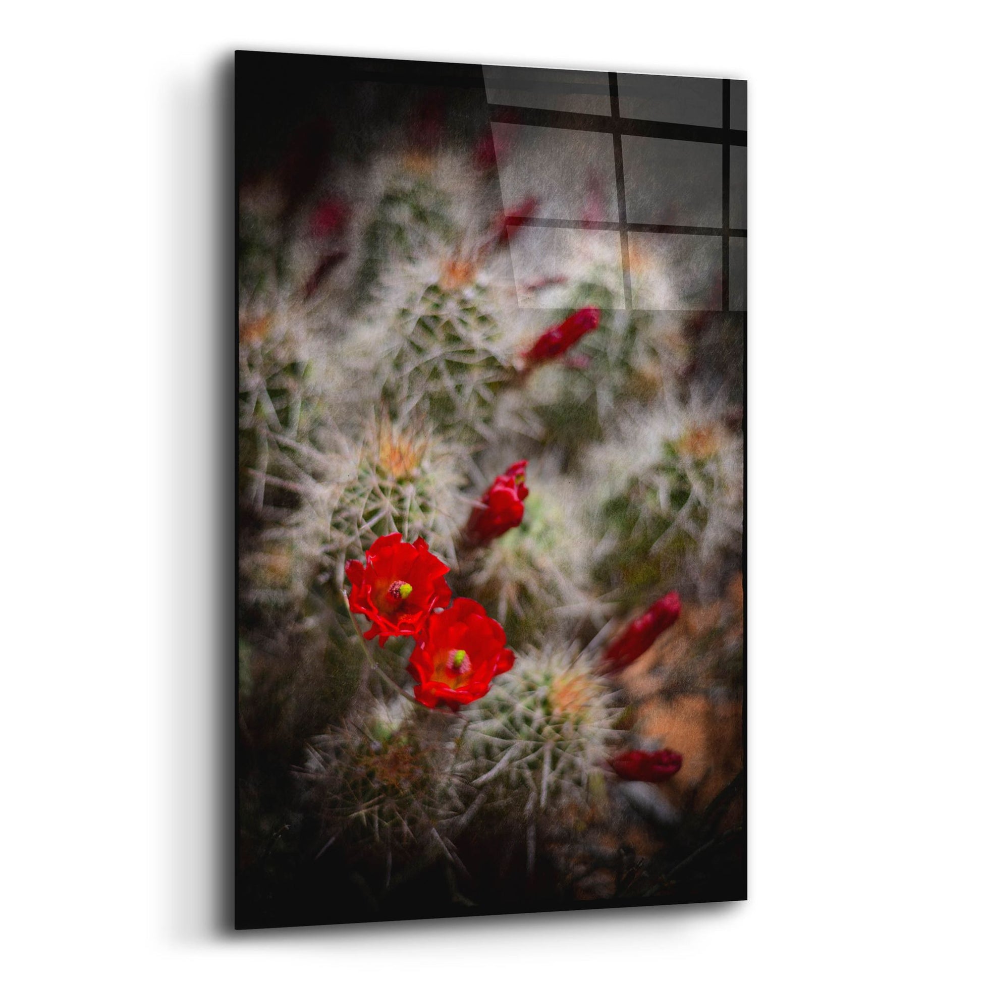 Epic Art 'Desert Flower 6' by Lightbox Journal, Acrylic Glass Wall Art,12x16