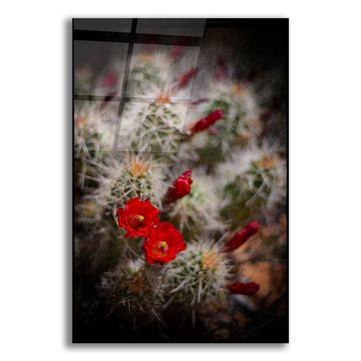 Epic Art 'Desert Flower 6' by Lightbox Journal, Acrylic Glass Wall Art,12x16