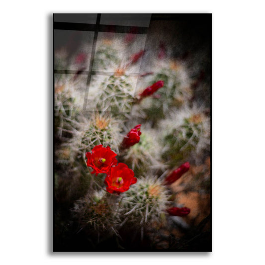 Epic Art 'Desert Flower 6' by Lightbox Journal, Acrylic Glass Wall Art