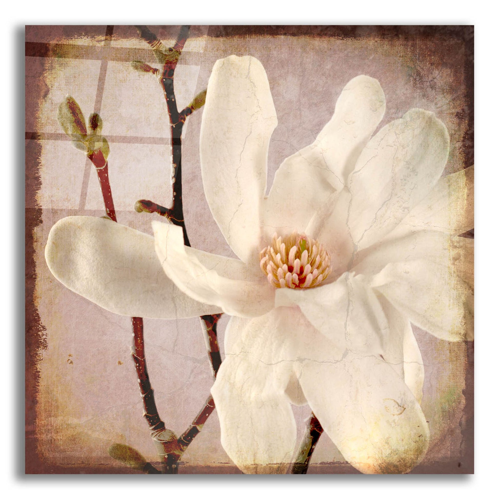 Epic Art 'Paper Magnolia Closeup' by Lightbox Journal, Acrylic Glass Wall Art,12x12