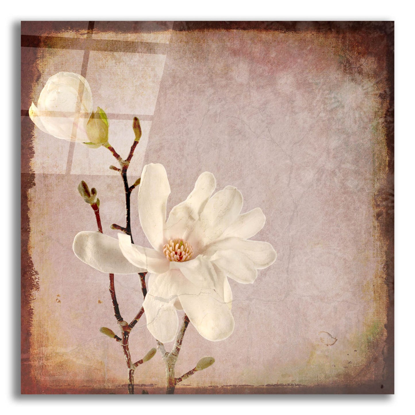 Epic Art 'Paper Magnolia Duo' by Lightbox Journal, Acrylic Glass Wall Art,12x12