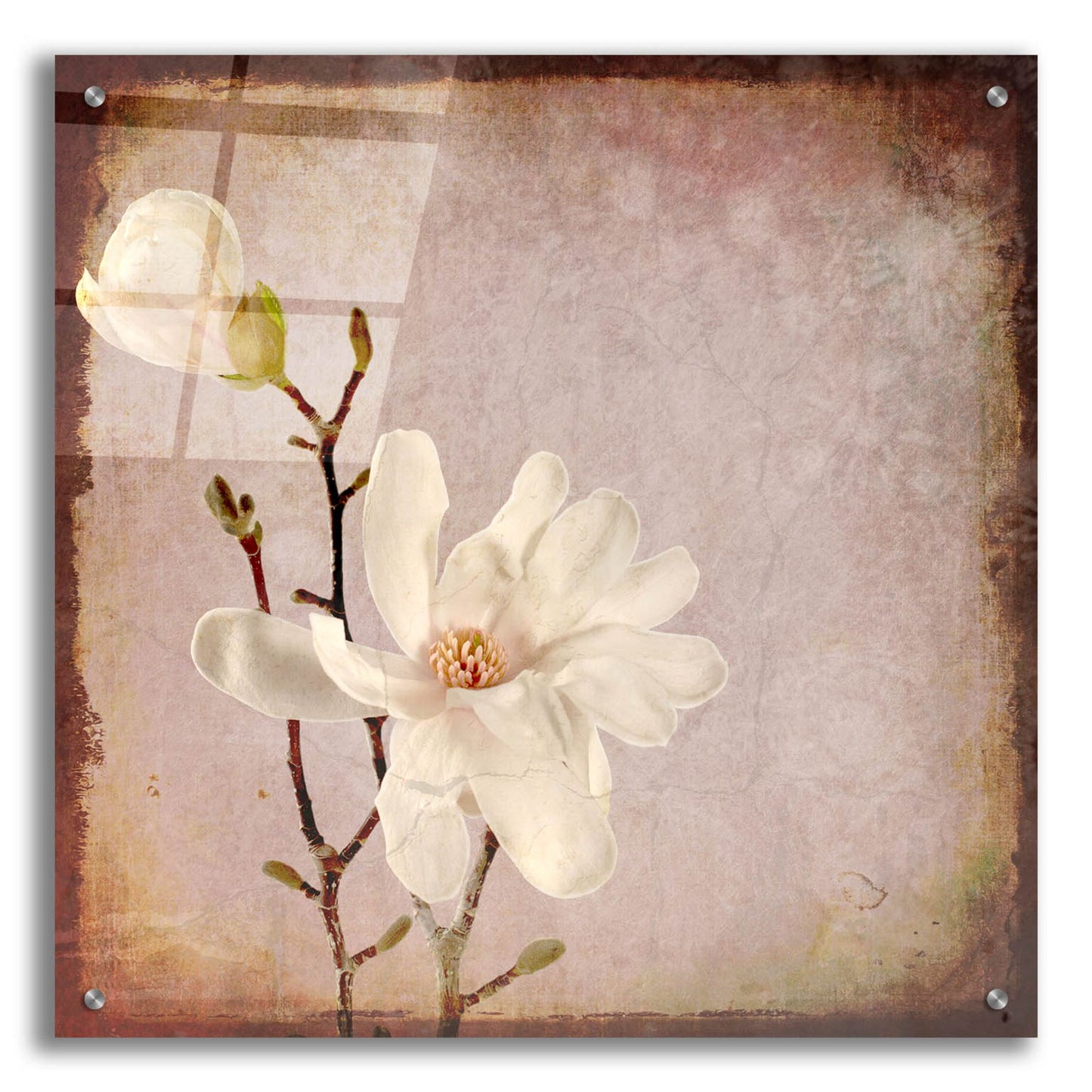 Epic Art 'Paper Magnolia Duo' by Lightbox Journal, Acrylic Glass Wall Art,24x24