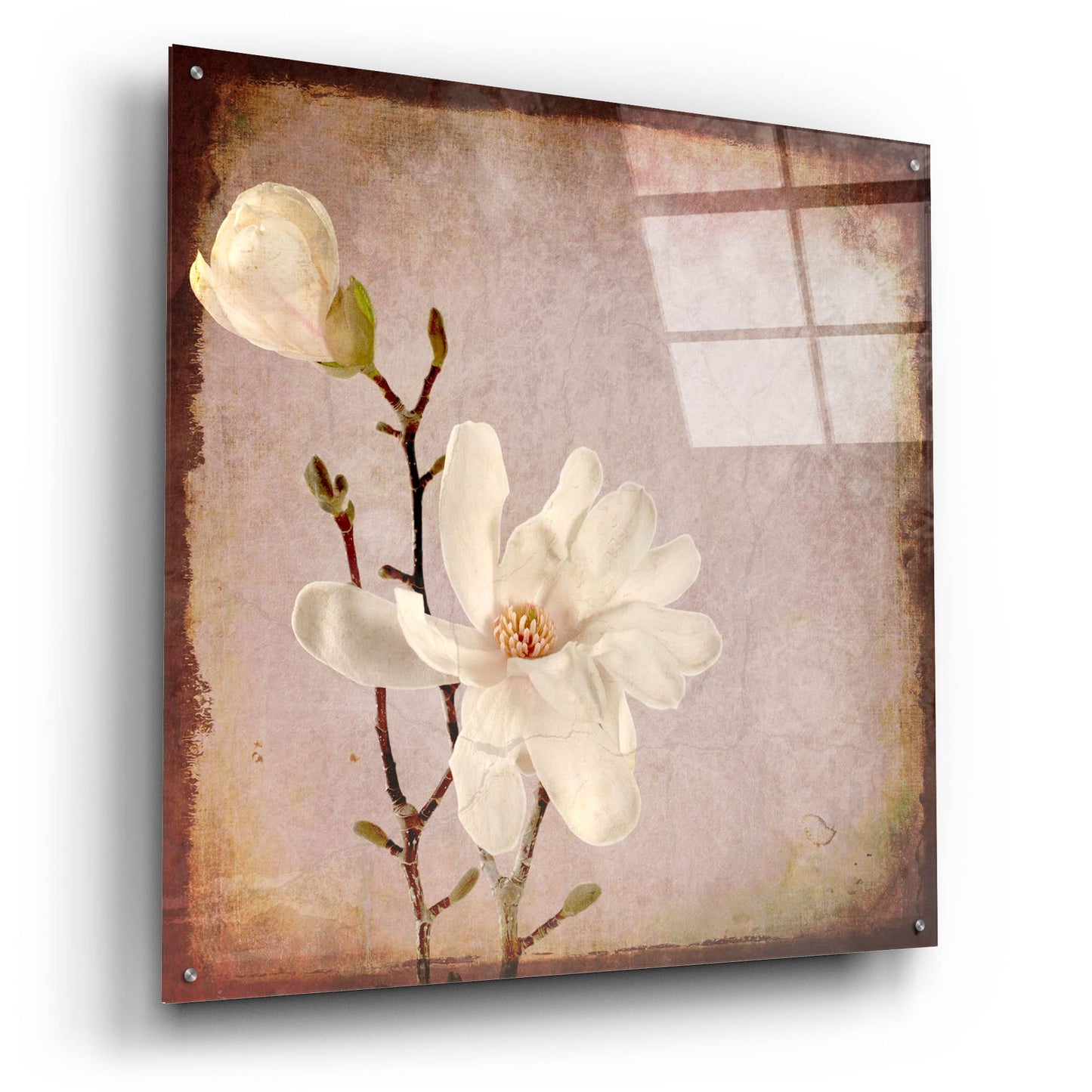 Epic Art 'Paper Magnolia Duo' by Lightbox Journal, Acrylic Glass Wall Art,36x36