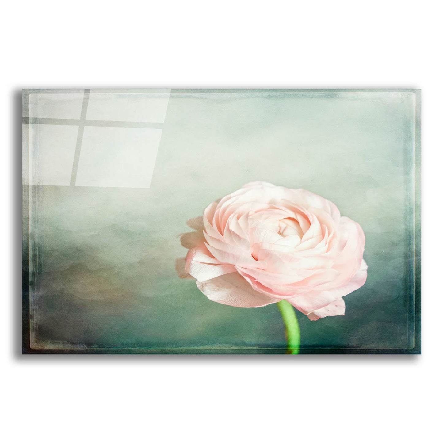 Epic Art 'Peony 03' by Lightbox Journal, Acrylic Glass Wall Art,16x12