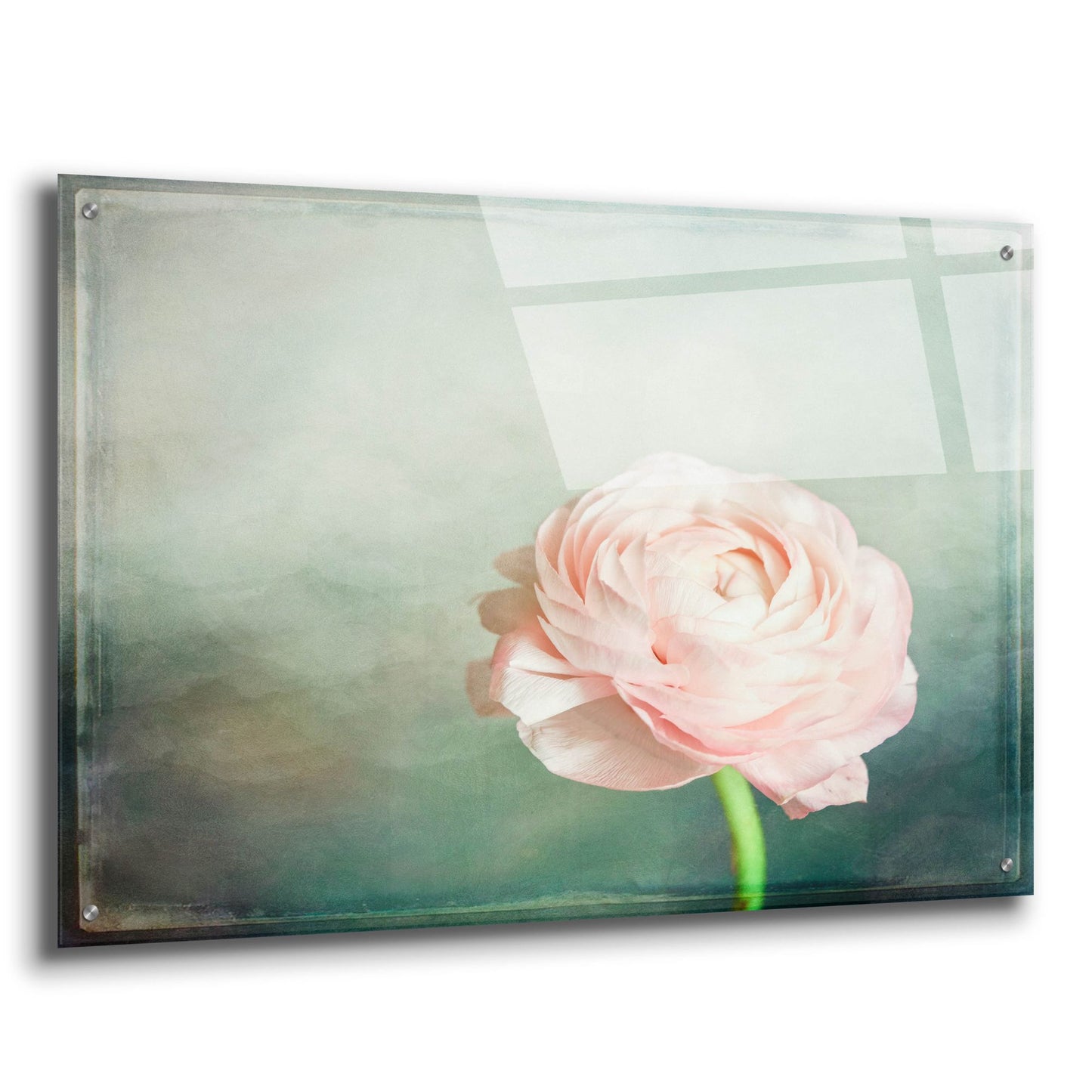 Epic Art 'Peony 03' by Lightbox Journal, Acrylic Glass Wall Art,36x24