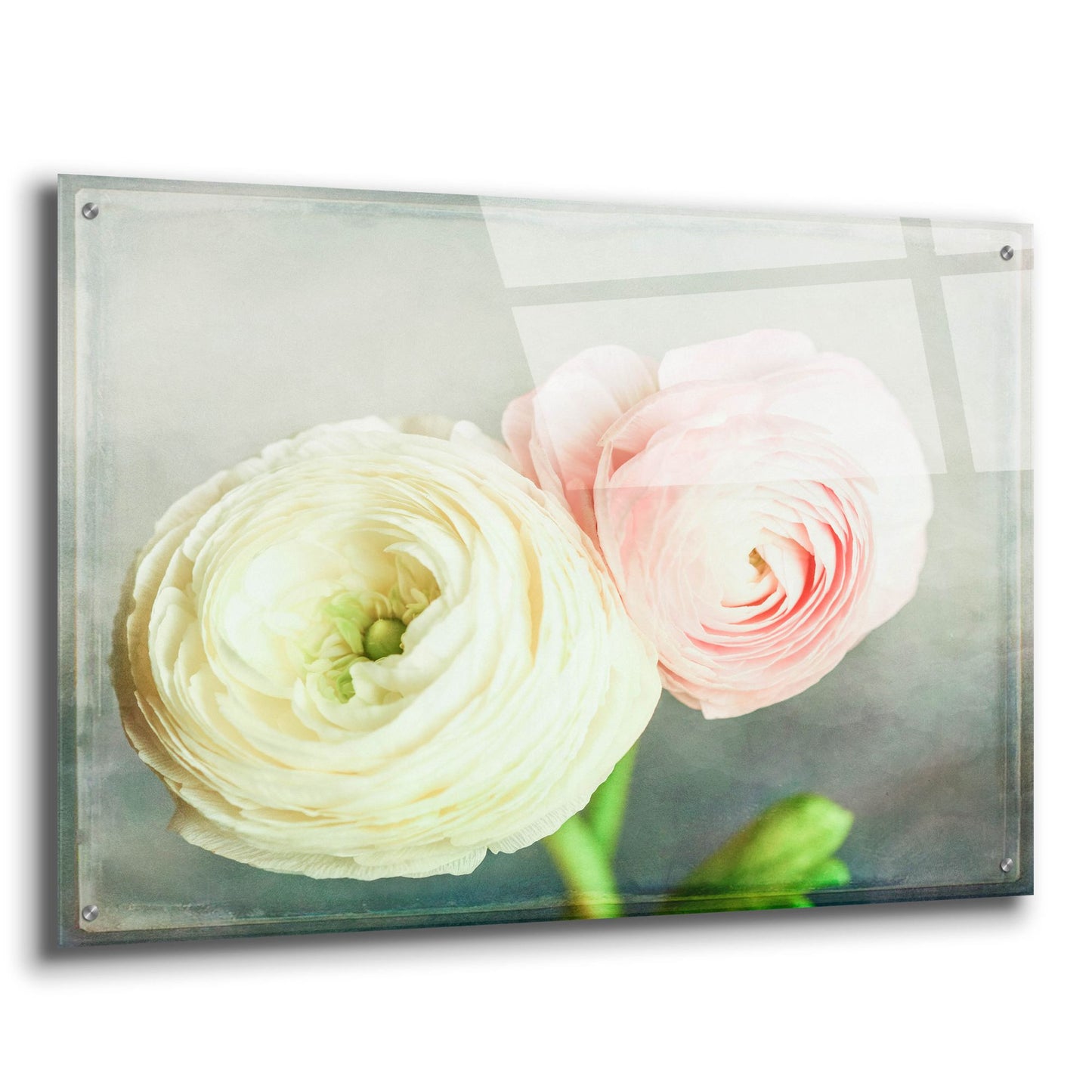 Epic Art 'Peony 06' by Lightbox Journal, Acrylic Glass Wall Art,36x24