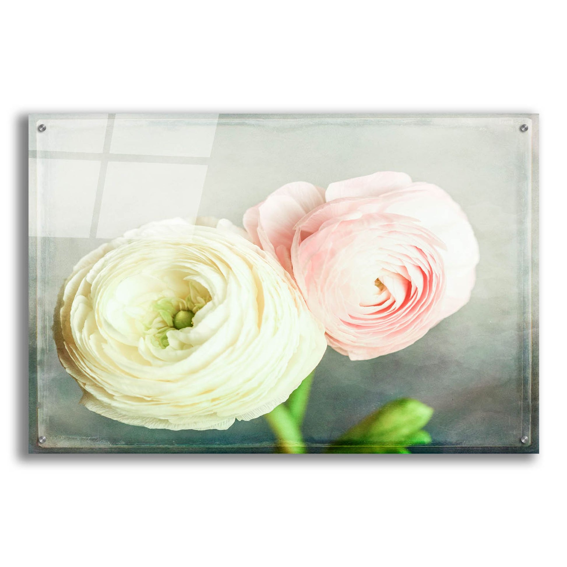 Epic Art 'Peony 06' by Lightbox Journal, Acrylic Glass Wall Art,36x24