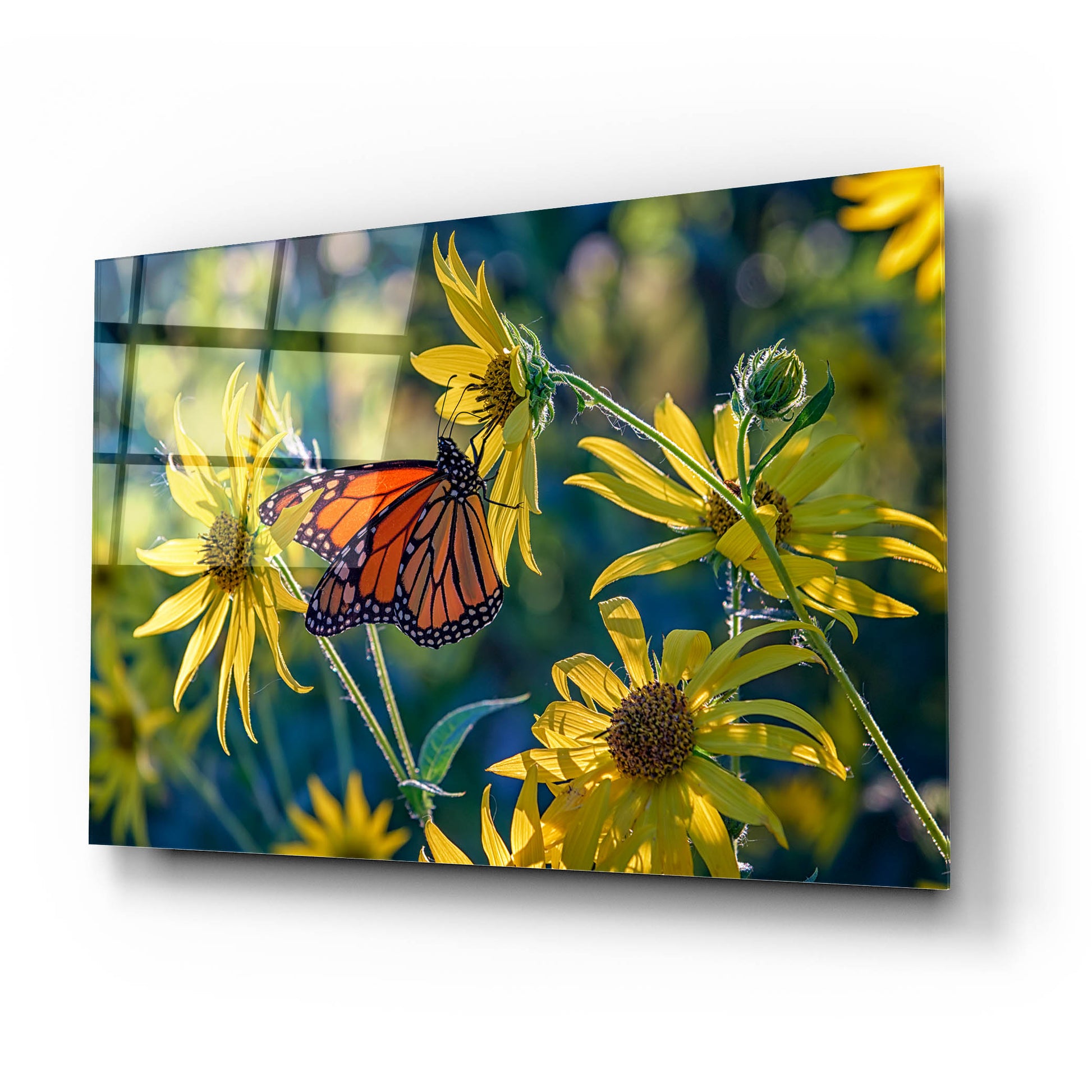 Epic Art 'The Monarch and the Sunflower' by Rick Berk, Acrylic Glass Wall Art,24x16