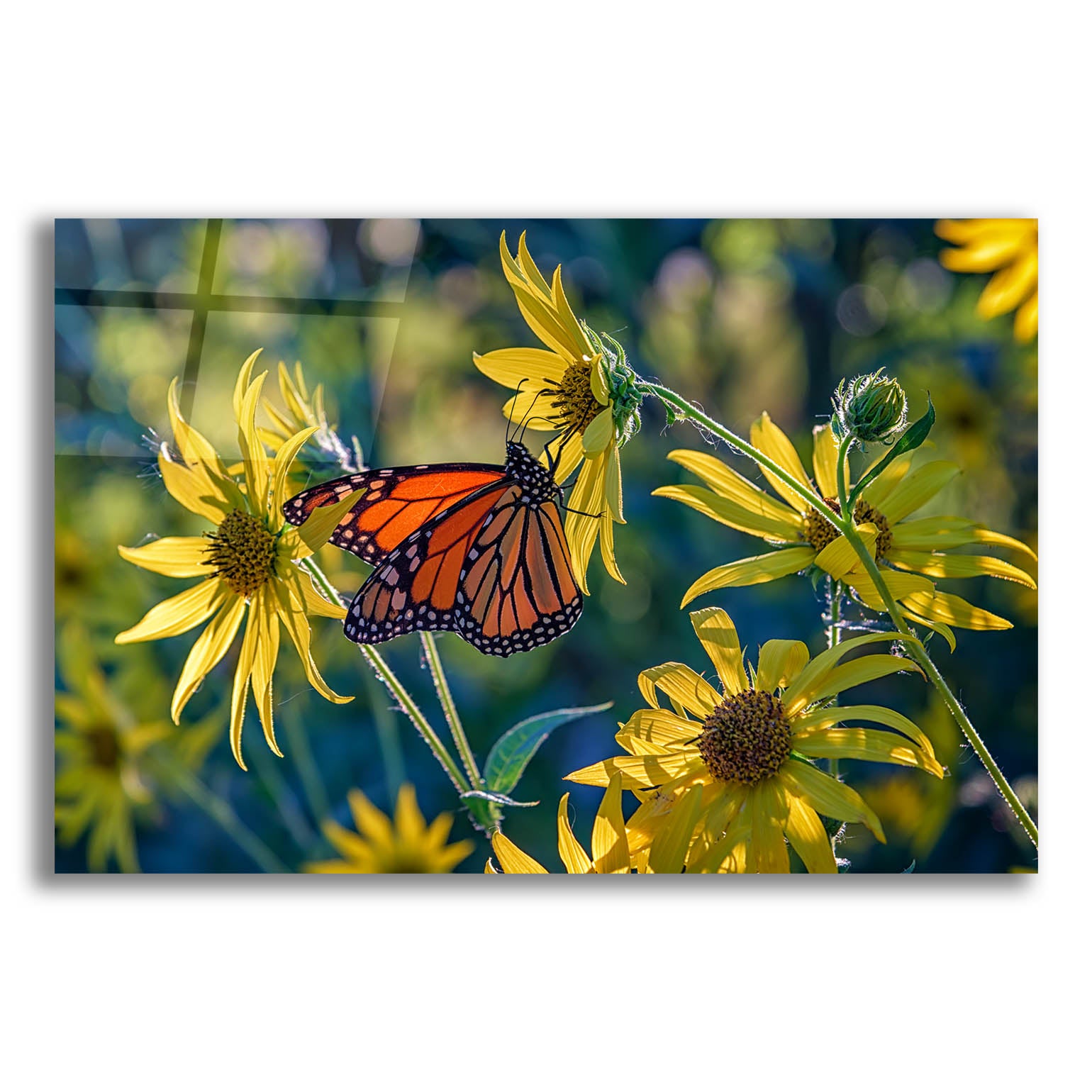 Epic Art 'The Monarch and the Sunflower' by Rick Berk, Acrylic Glass Wall Art
