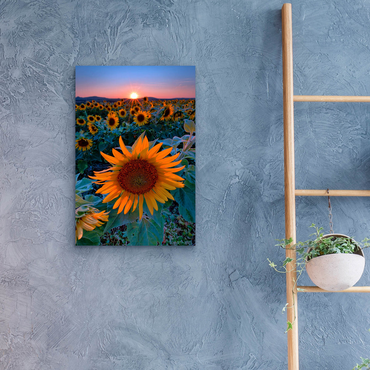 Epic Art 'Sunflower Sunset' by Rick Berk, Acrylic Glass Wall Art,16x24