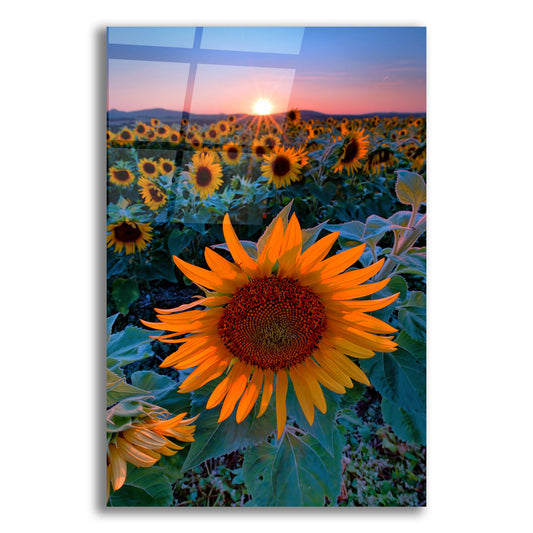 Epic Art 'Sunflower Sunset' by Rick Berk, Acrylic Glass Wall Art