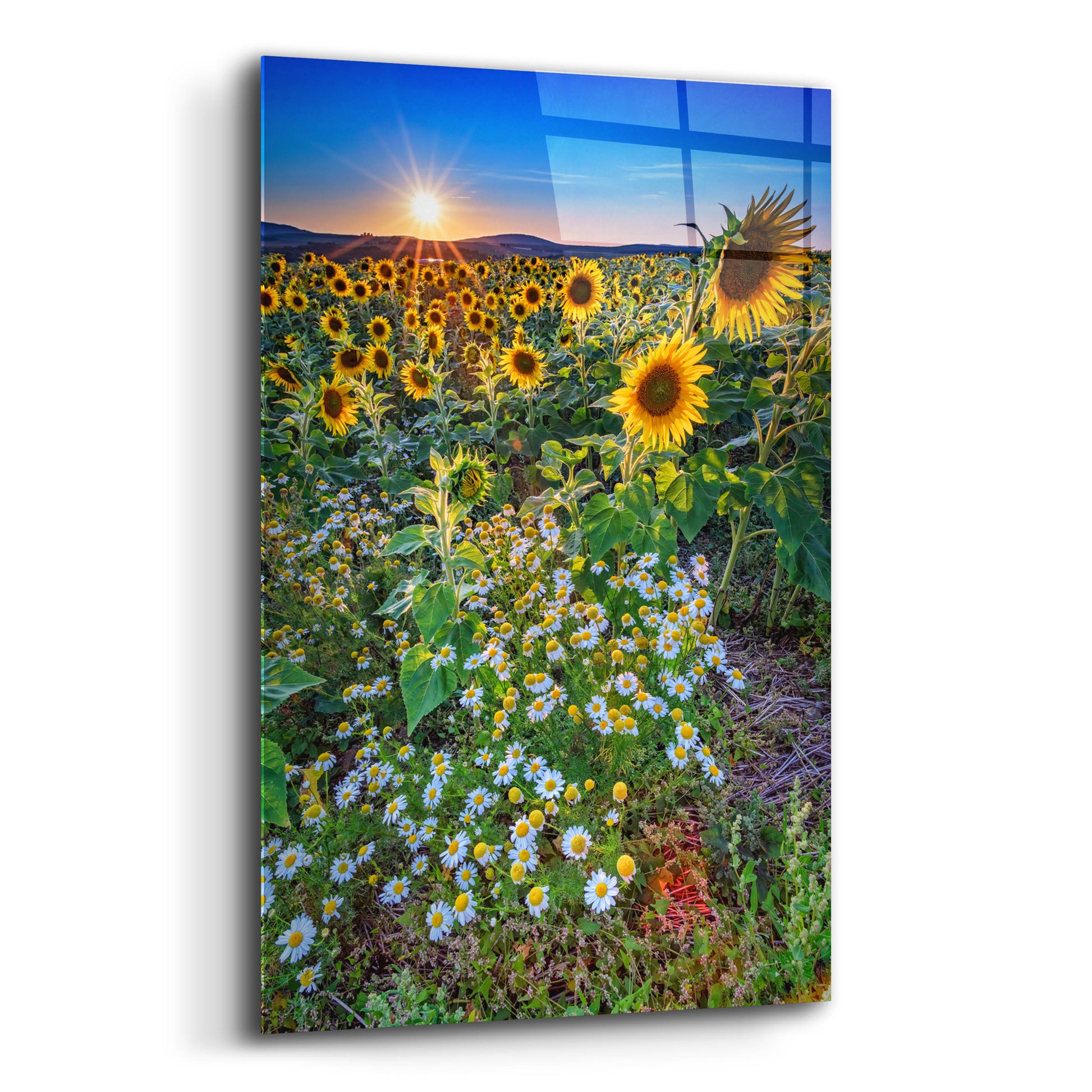 Epic Art 'Sunflowers & Canary Island Marguerites' by Rick Berk, Acrylic Glass Wall Art,12x16