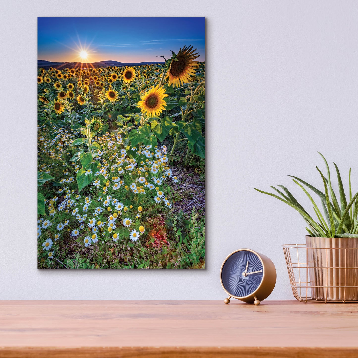 Epic Art 'Sunflowers & Canary Island Marguerites' by Rick Berk, Acrylic Glass Wall Art,12x16