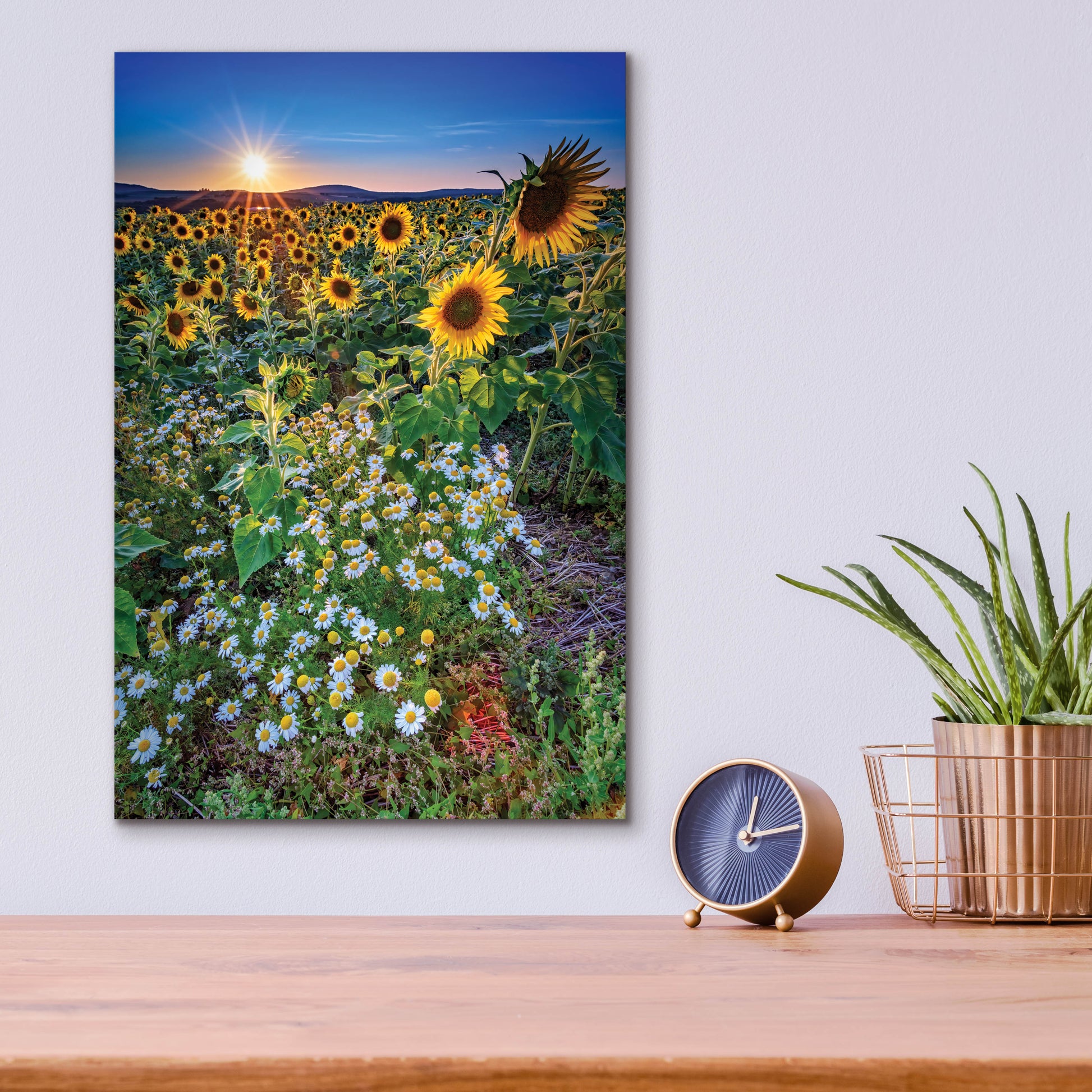 Epic Art 'Sunflowers & Canary Island Marguerites' by Rick Berk, Acrylic Glass Wall Art,12x16