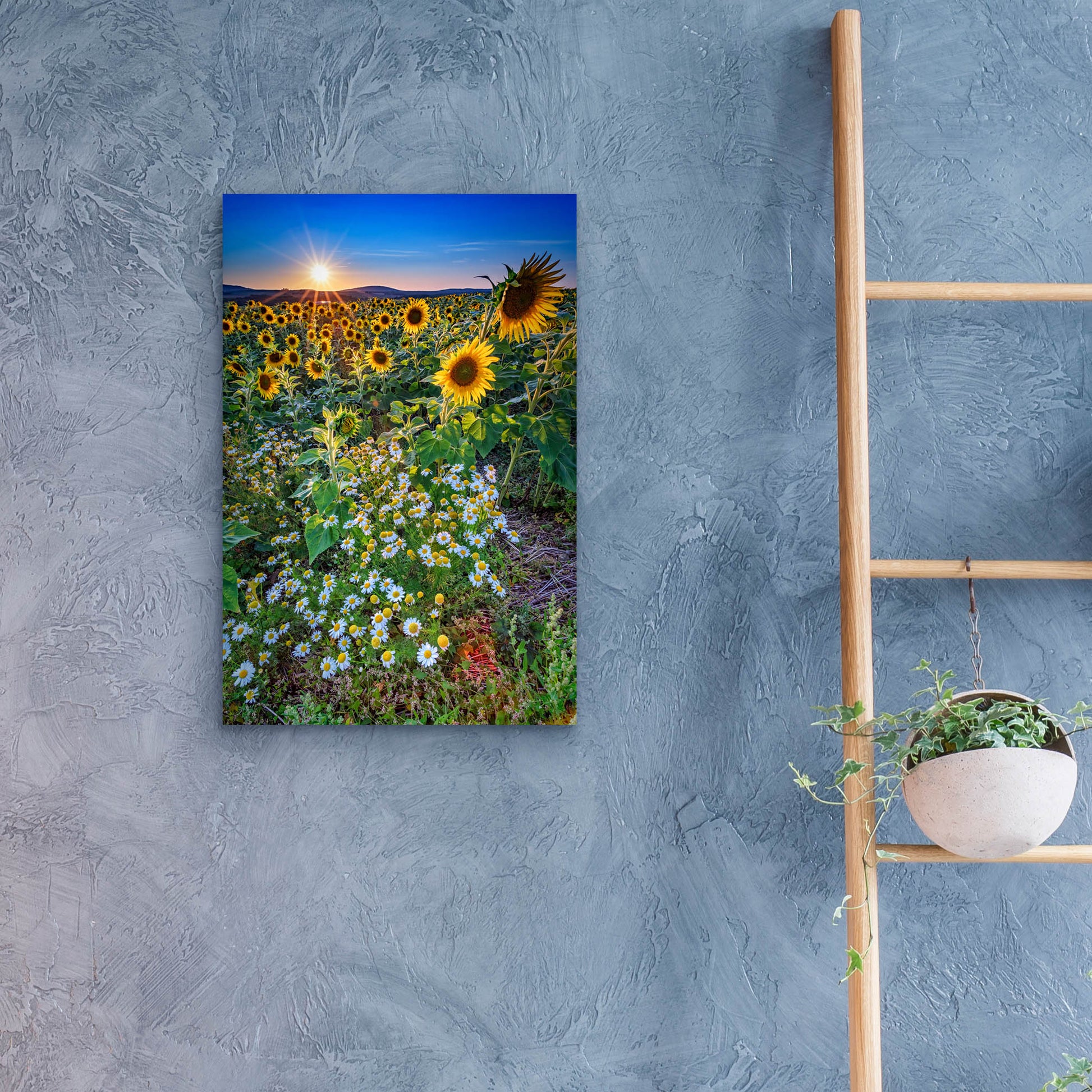 Epic Art 'Sunflowers & Canary Island Marguerites' by Rick Berk, Acrylic Glass Wall Art,16x24