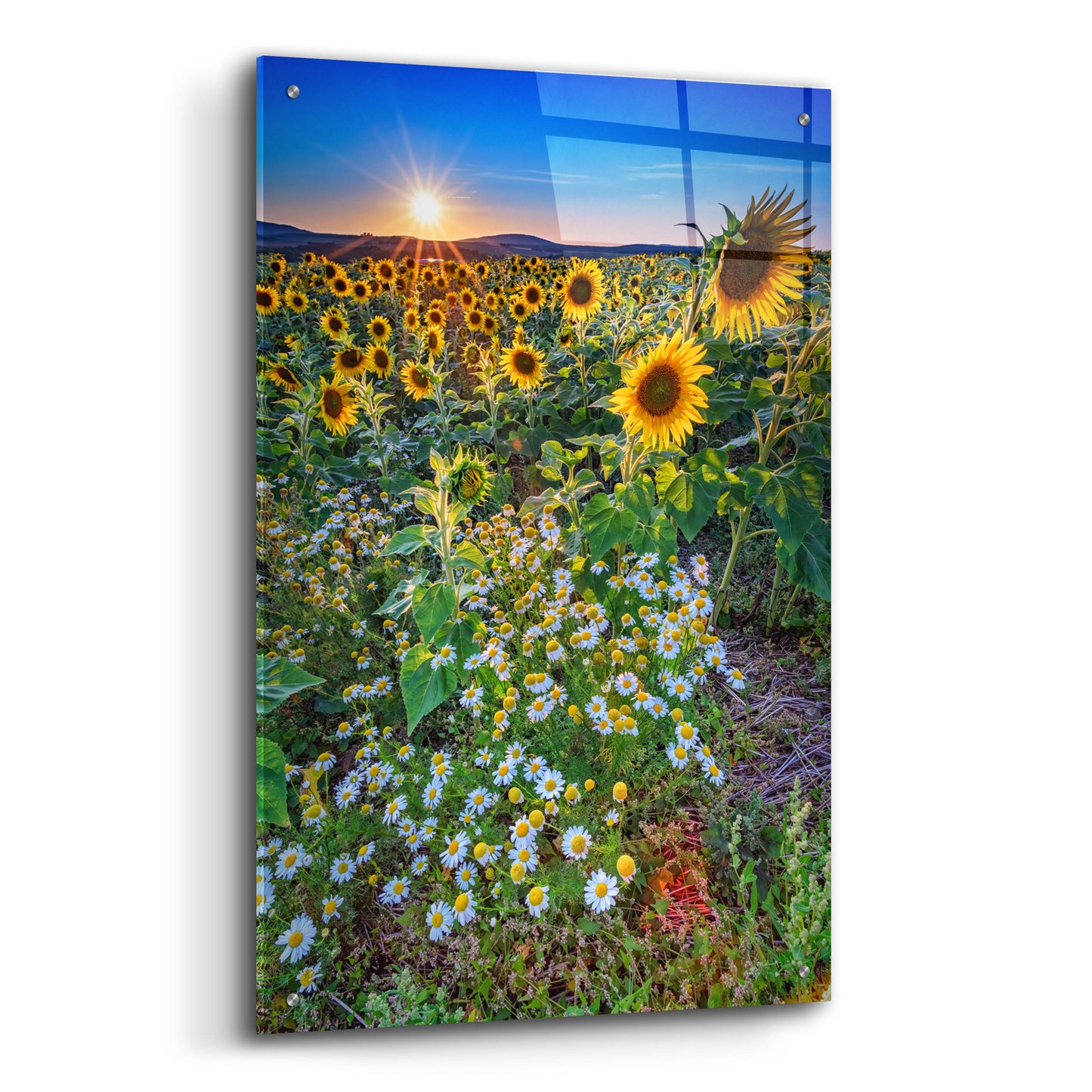 Epic Art 'Sunflowers & Canary Island Marguerites' by Rick Berk, Acrylic Glass Wall Art,24x36