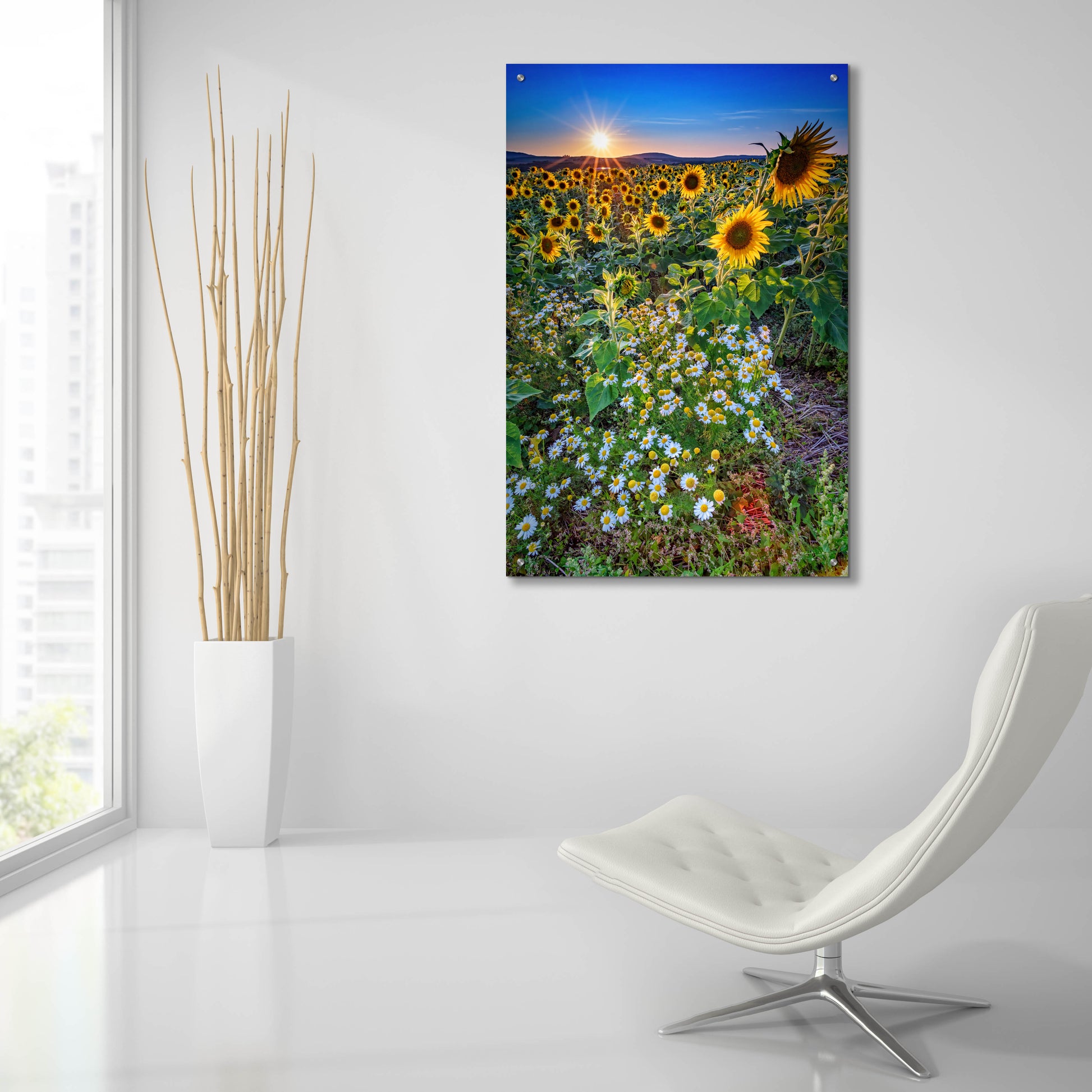 Epic Art 'Sunflowers & Canary Island Marguerites' by Rick Berk, Acrylic Glass Wall Art,24x36