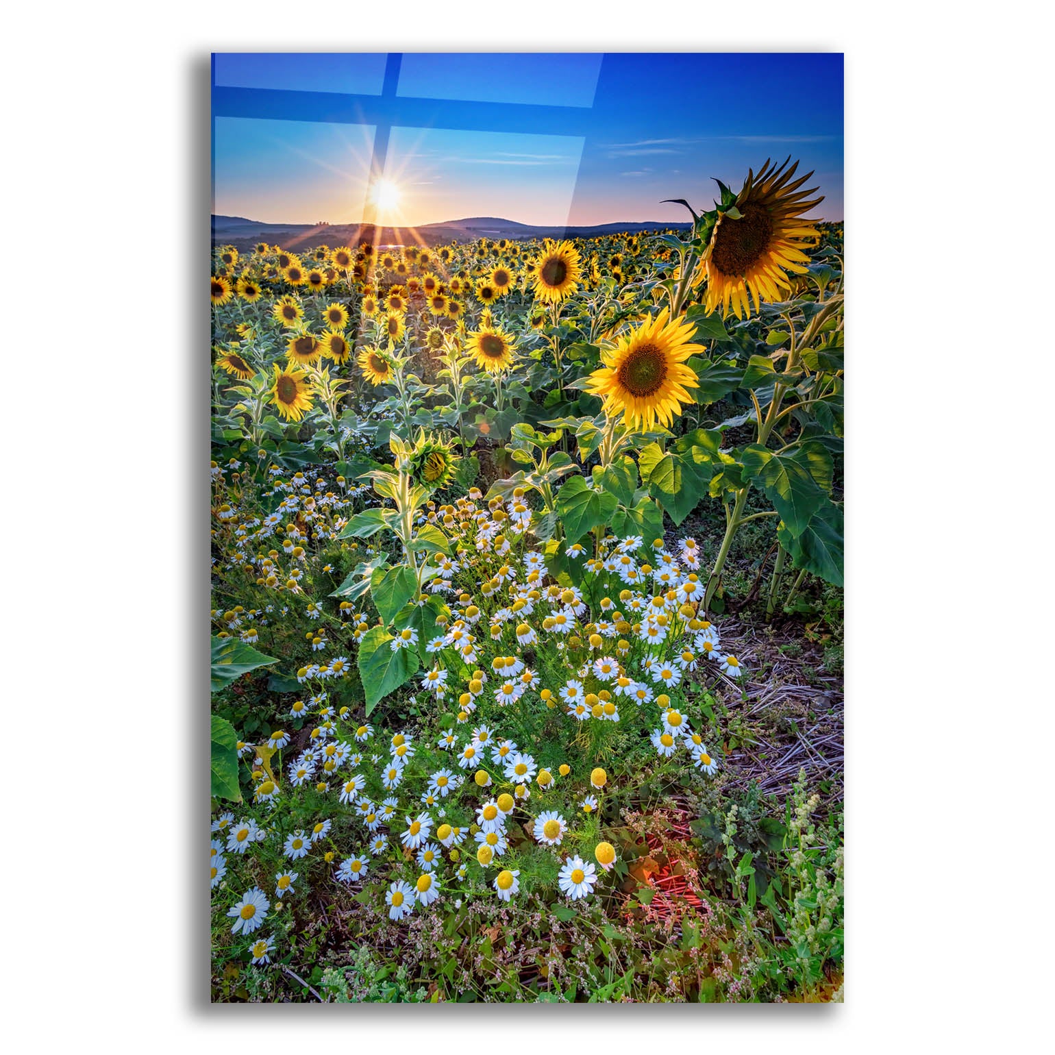 Epic Art 'Sunflowers & Canary Island Marguerites' by Rick Berk, Acrylic Glass Wall Art