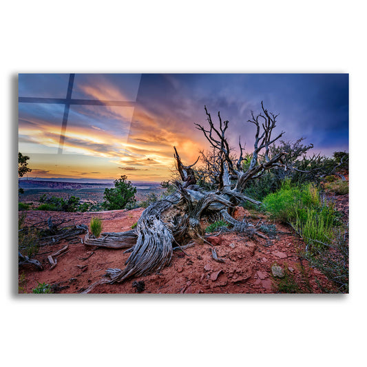 Epic Art 'Bristlecone Sunset' by Rick Berk, Acrylic Glass Wall Art