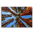 Epic Art 'The Bachelor and the Three Graces' by Rick Berk, Acrylic Glass Wall Art
