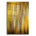 Epic Art 'Aspenglow III' by Rick Berk, Acrylic Glass Wall Art
