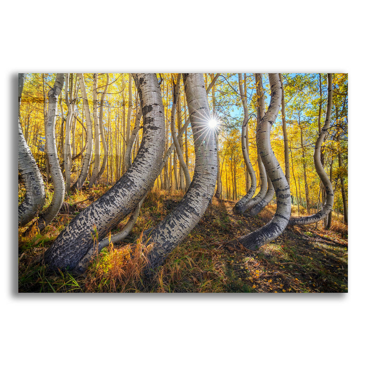 Epic Art 'Dance Of The Aspens' by Rick Berk, Acrylic Glass Wall Art