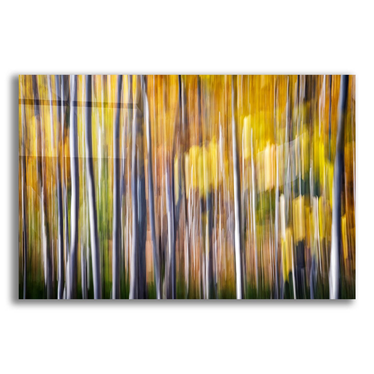 Epic Art 'Autumn Birches Abstract' by Rick Berk, Acrylic Glass Wall Art,24x16