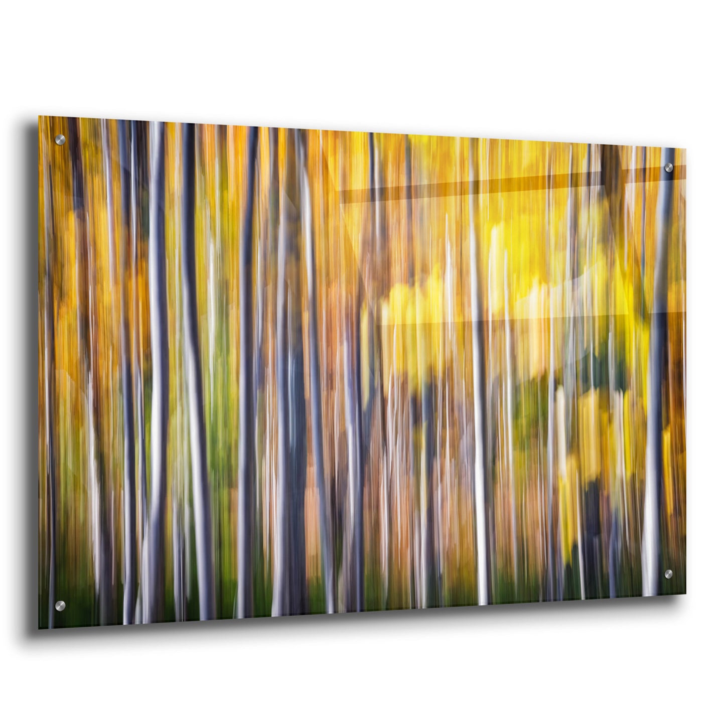 Epic Art 'Autumn Birches Abstract' by Rick Berk, Acrylic Glass Wall Art,36x24