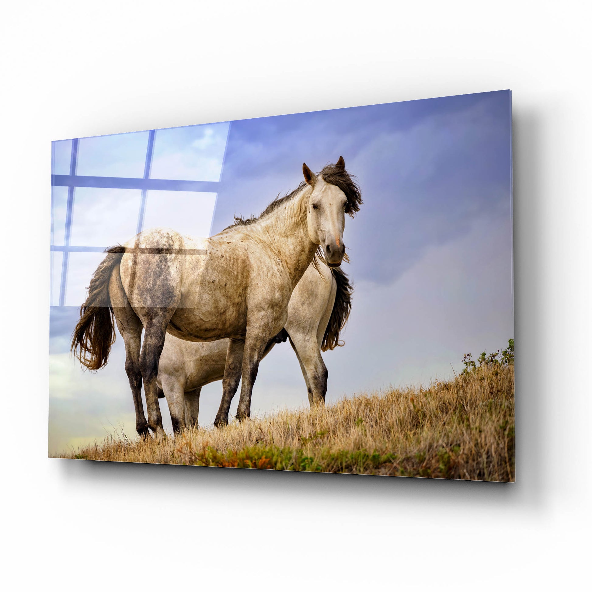 Epic Art 'Wild Horses' by Rick Berk, Acrylic Glass Wall Art,16x12