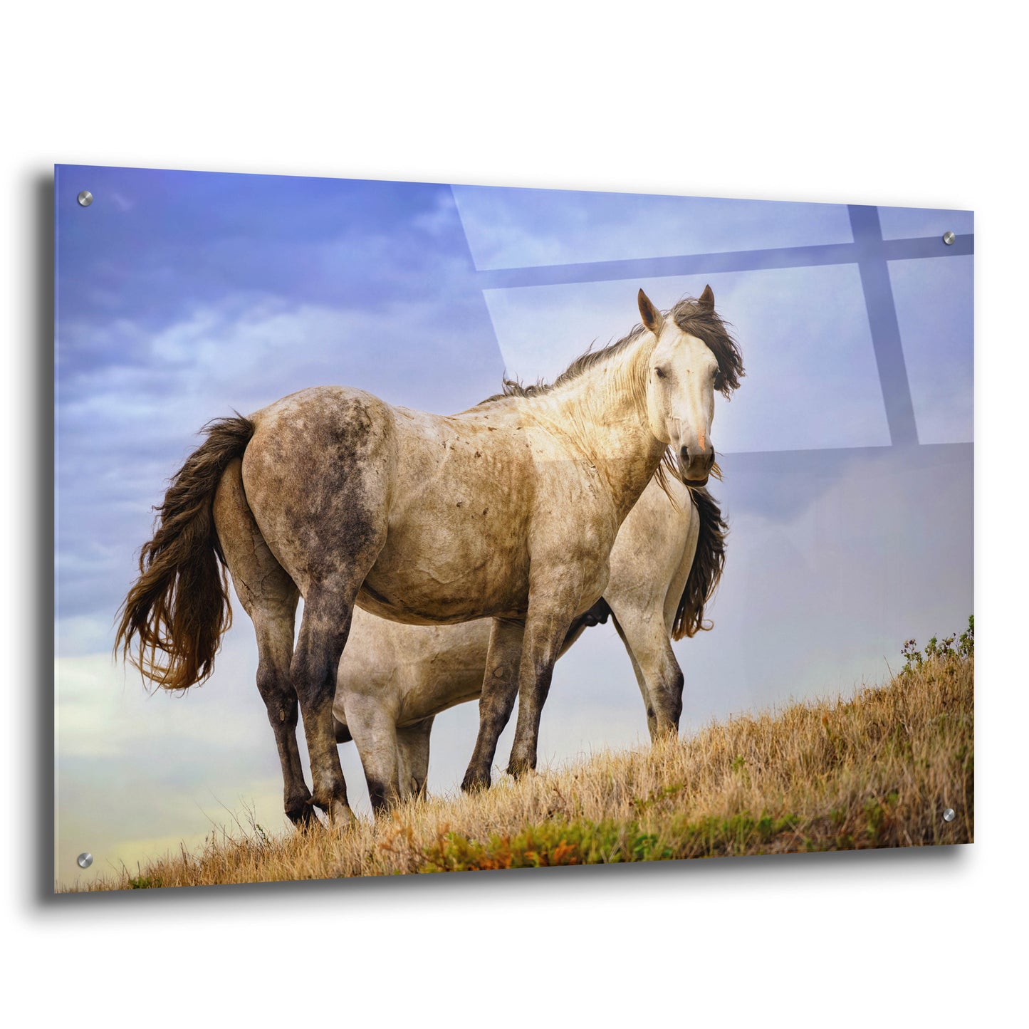 Epic Art 'Wild Horses' by Rick Berk, Acrylic Glass Wall Art,36x24