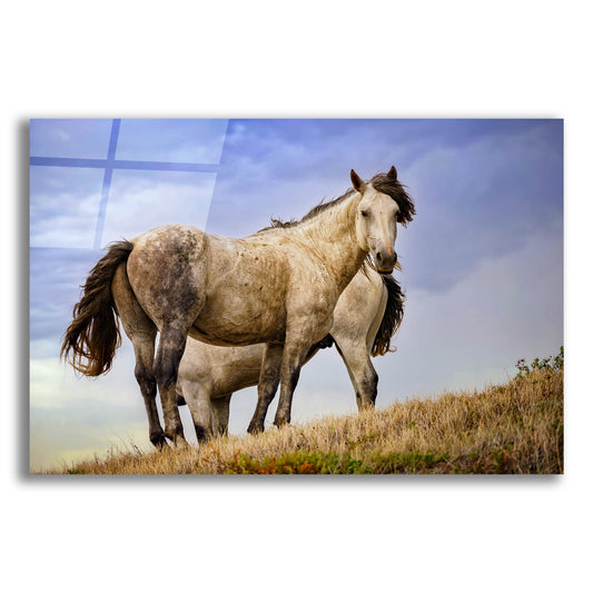 Epic Art 'Wild Horses' by Rick Berk, Acrylic Glass Wall Art