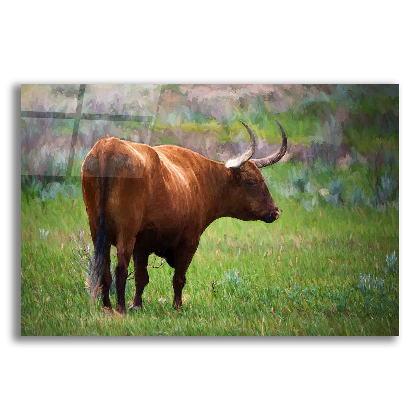 Epic Art 'Longhorn Oil Painting' by Rick Berk, Acrylic Glass Wall Art,24x16