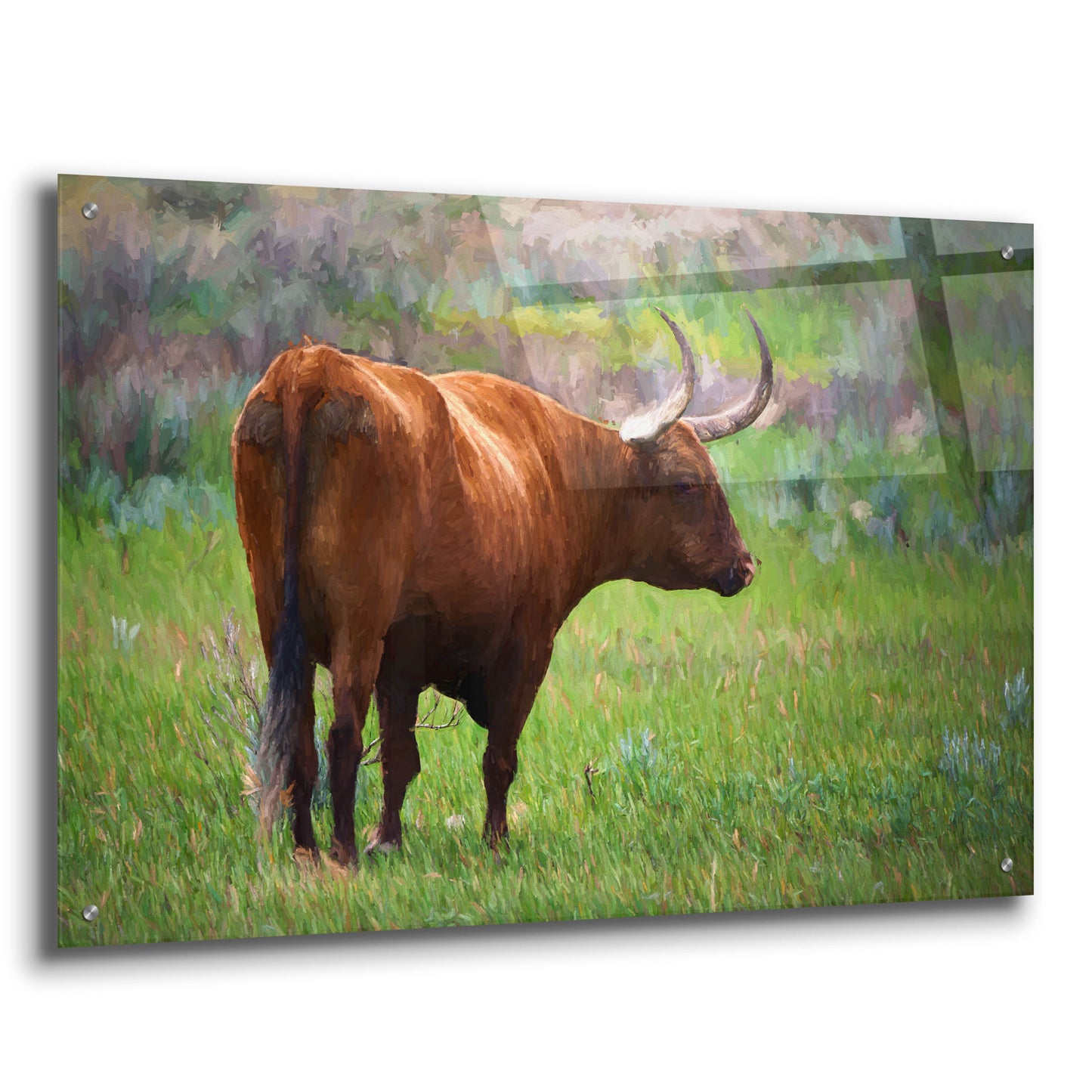 Epic Art 'Longhorn Oil Painting' by Rick Berk, Acrylic Glass Wall Art,36x24