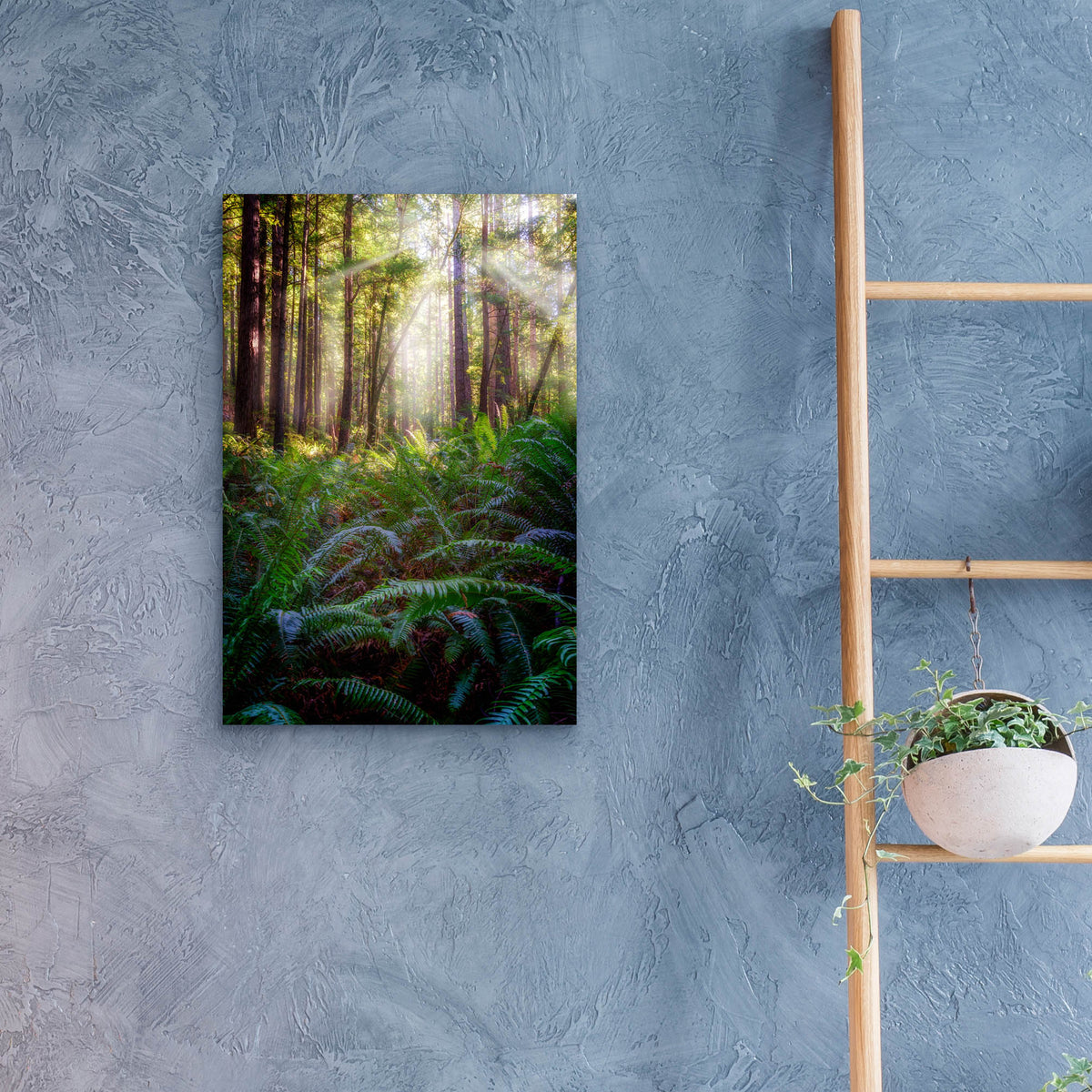 Epic Art 'Oregon Redwoods' by Rick Berk, Acrylic Glass Wall Art,16x24