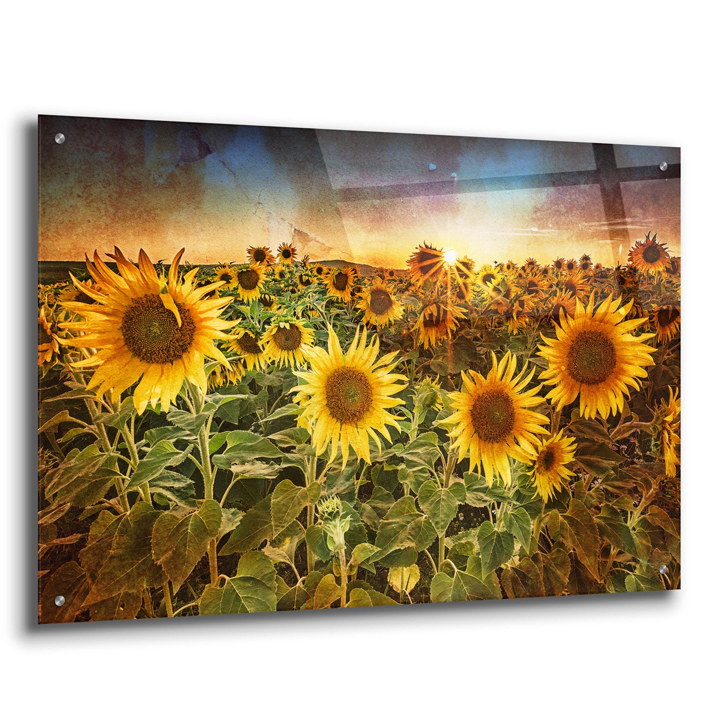 Epic Art 'Aroostook Sunsetre' by Rick Berk, Acrylic Glass Wall Art,36x24