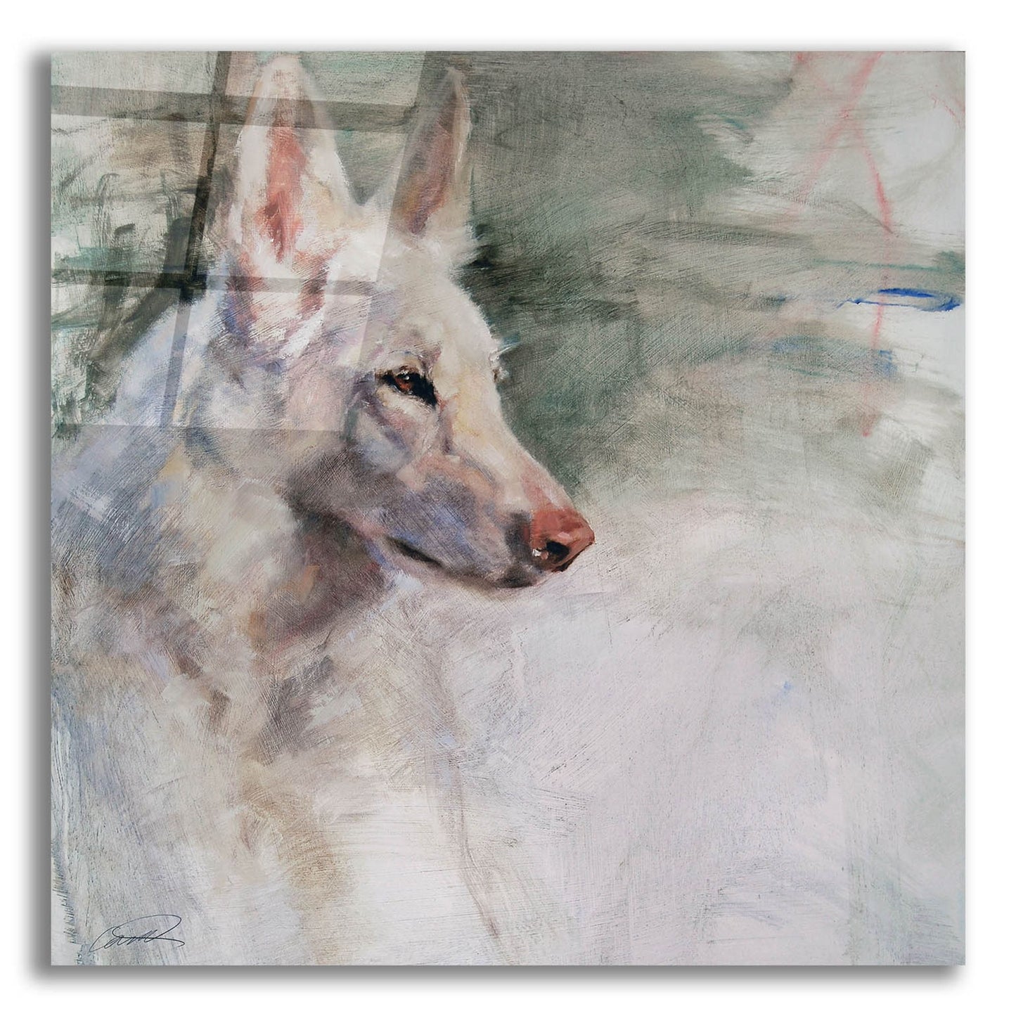 Epic Art 'White Shepherd Wonder' by Robert Campbell, Acrylic Glass Wall Art