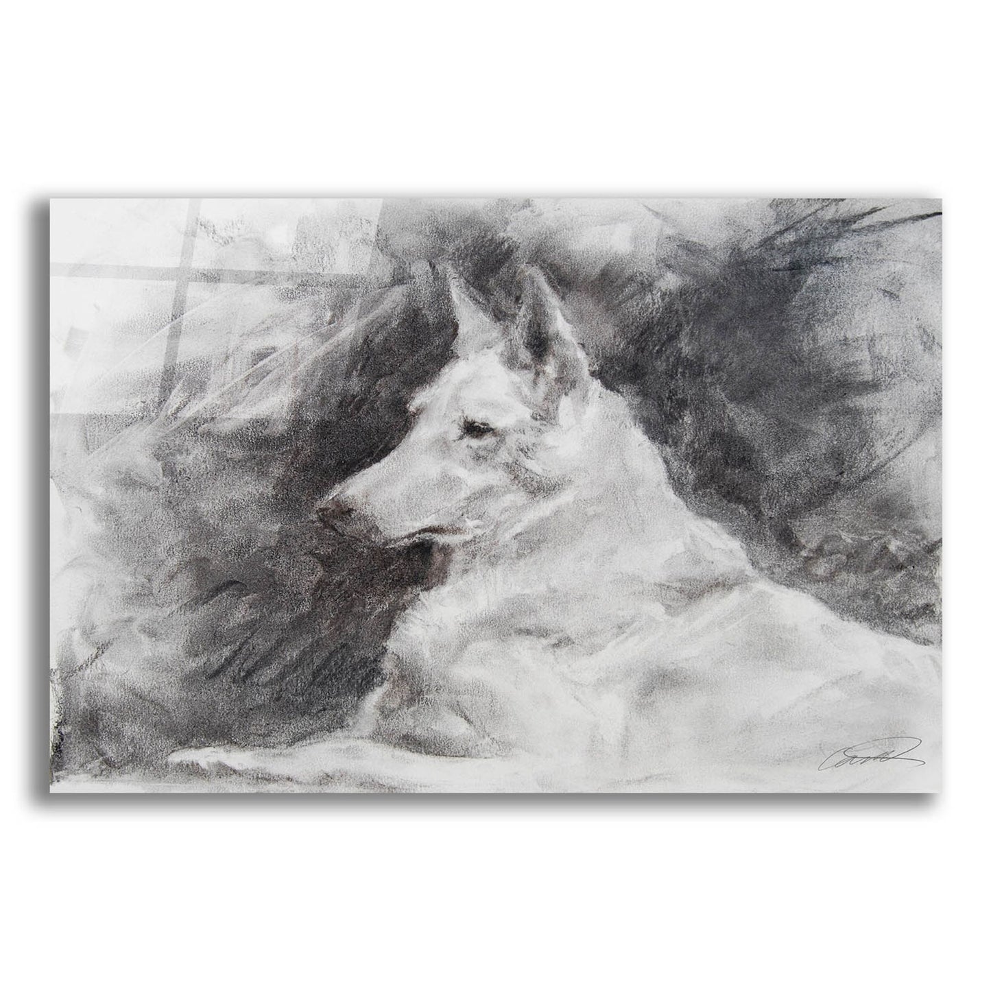 Epic Art 'White Shepherd in Grey' by Robert Campbell, Acrylic Glass Wall Art