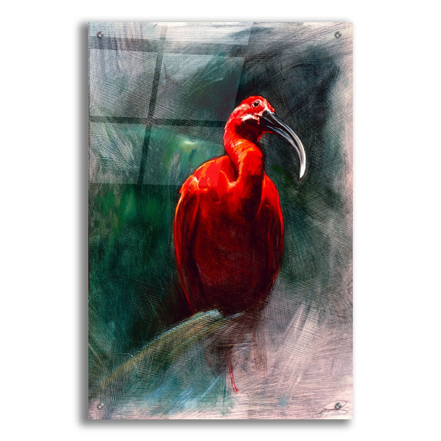 Epic Art 'Scarlet Ibis' by Robert Campbell, Acrylic Glass Wall Art