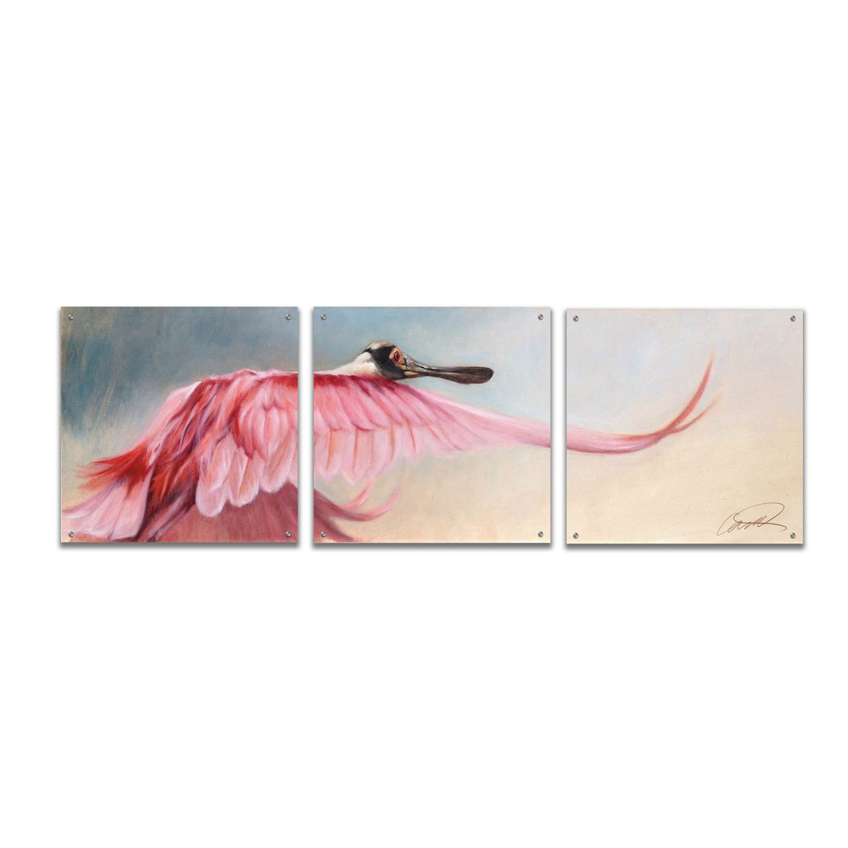 Epic Art 'Wingspread Spoonbill' by Robert Campbell, Acrylic Glass Wall Art, 3 Piece Set