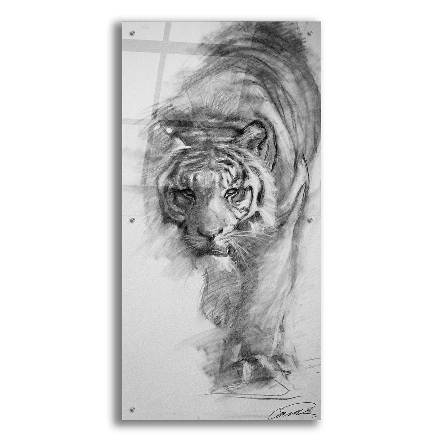 Epic Art 'Tiger approaching sketch' by Robert Campbell, Acrylic Glass Wall Art