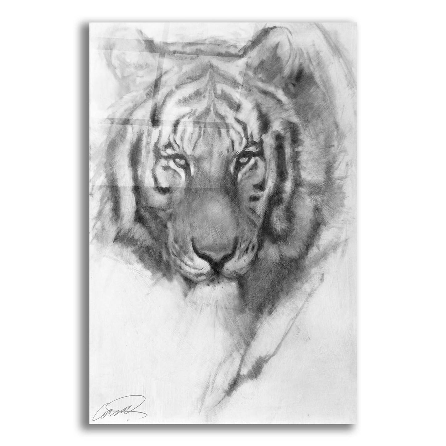 Epic Art 'Tiger Portrait sketch' by Robert Campbell, Acrylic Glass Wall Art