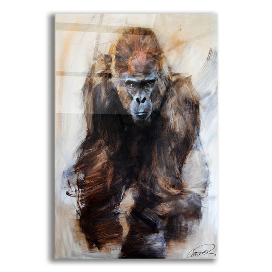 Epic Art 'Gorilla Glare' by Robert Campbell, Acrylic Glass Wall Art