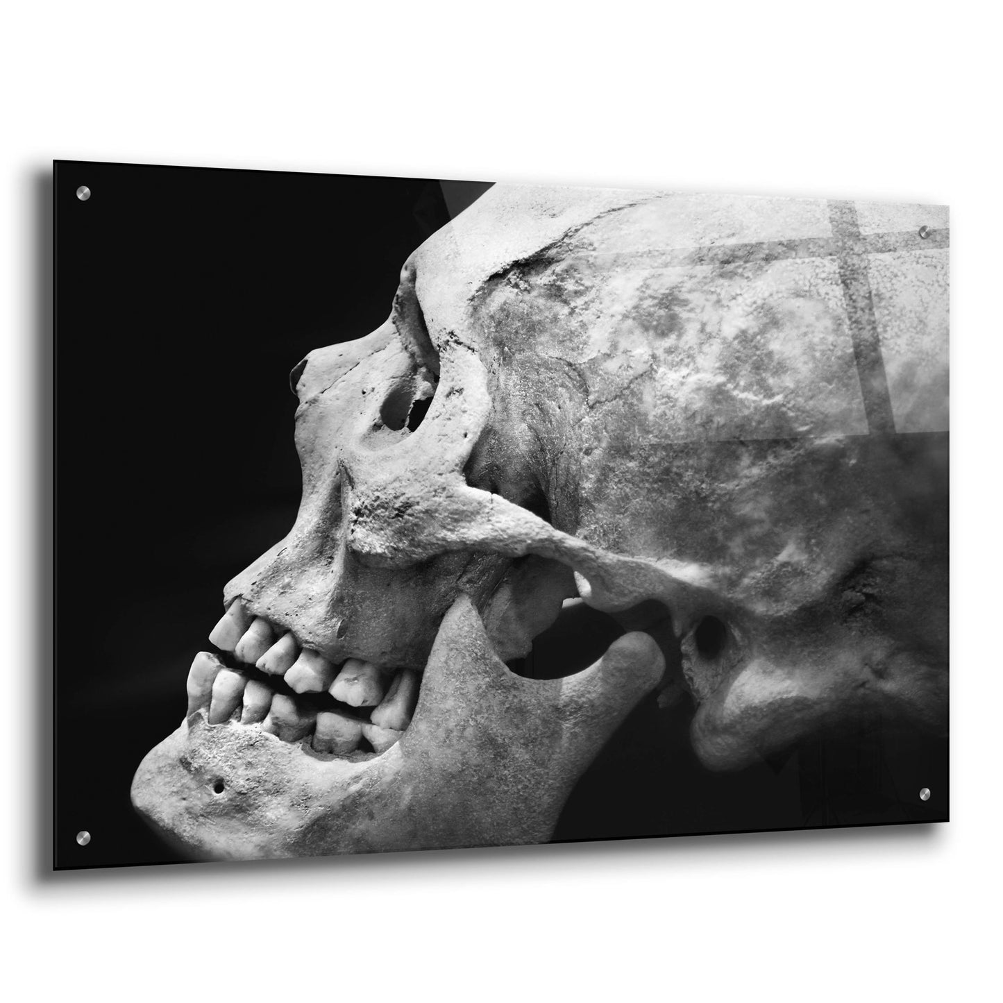 Epic Art 'The Beauty of Bones 2' by Ben Heine, Acrylic Glass Wall Art,36x24