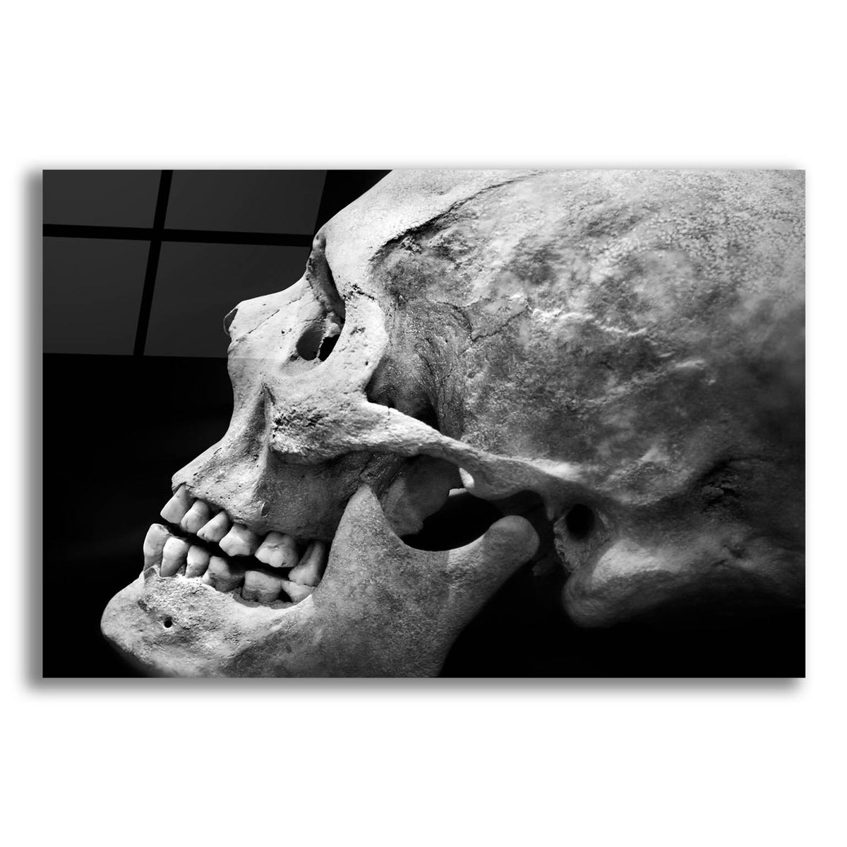 The Beauty of Bones 2 by Ben Heine acrylic glass wall art